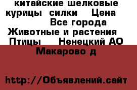 китайские шелковые курицы (силки) › Цена ­ 2 500 - Все города Животные и растения » Птицы   . Ненецкий АО,Макарово д.